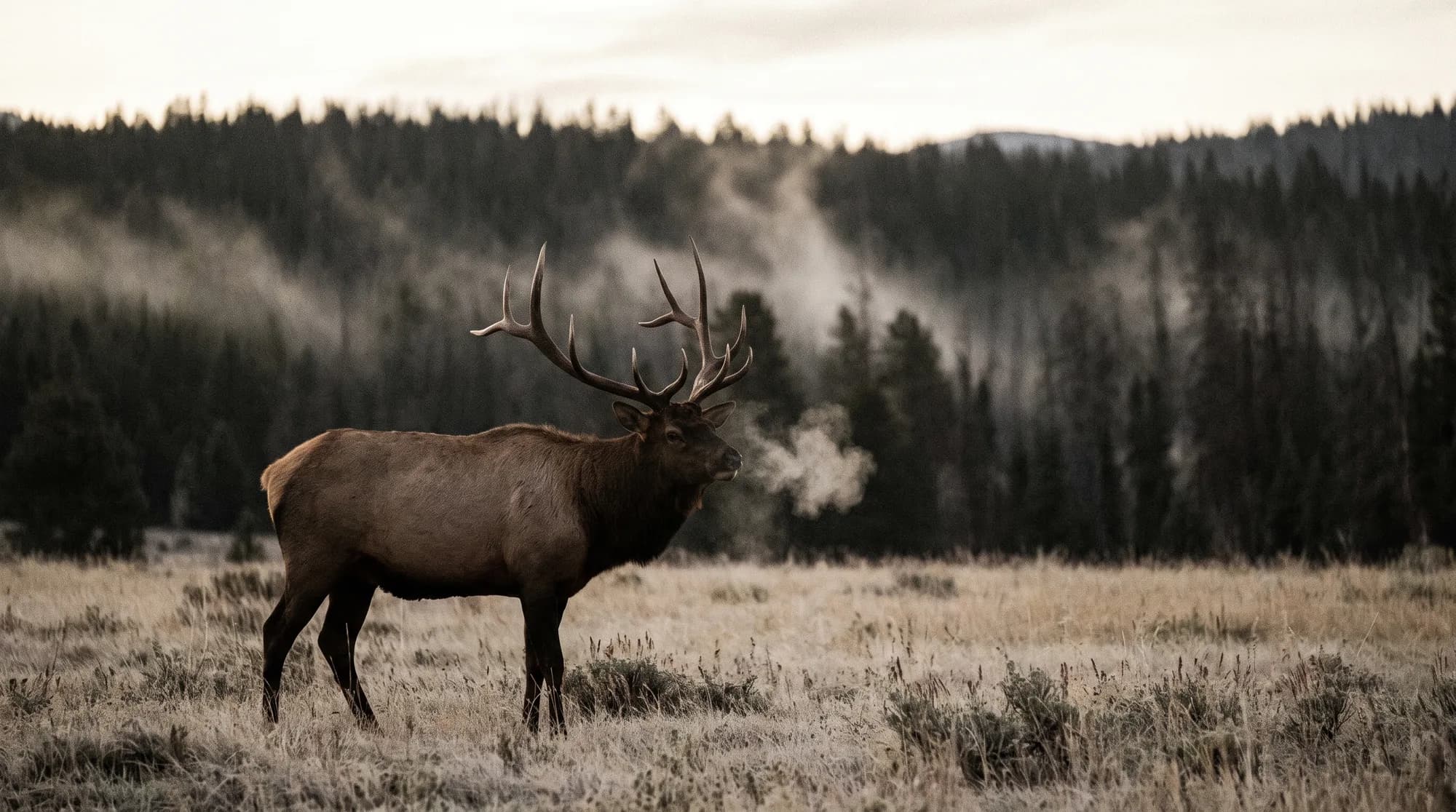 Elk